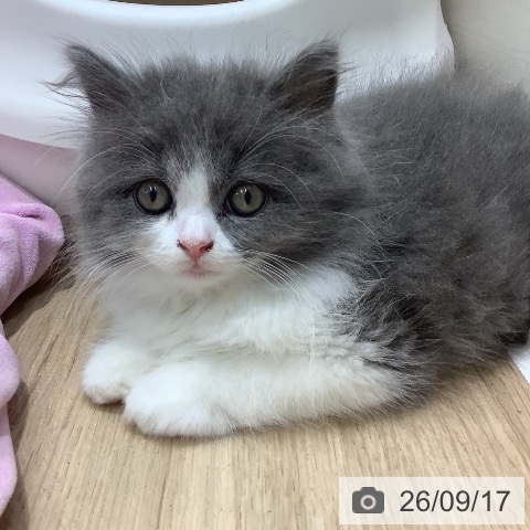 埼玉県のブリティッシュロングヘアー (ペットプラス ららぽーと新三郷店/2026年7月12日生まれ/女の子/ブルーホワイト)の子猫の4枚目の画像