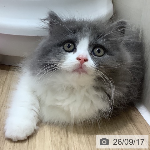 埼玉県のブリティッシュロングヘアー (ペットプラス ららぽーと新三郷店/2026年7月12日生まれ/女の子/ブルーホワイト)の子猫の3枚目の画像