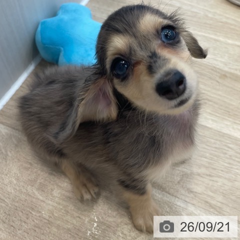 神奈川県のミニチュアダックスフンド(ロング) (ペットプラス テラスモール湘南店/2026年7月9日生まれ/女の子/シルバーダップル)の子犬の3枚目の画像