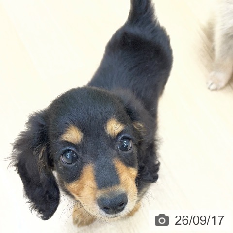 ミニチュア・ダックスフンドの写真