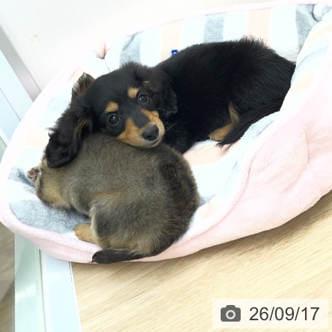 ミニチュア・ダックスフンドの写真