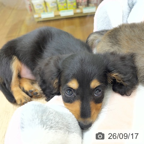 ミニチュア・ダックスフンドの写真