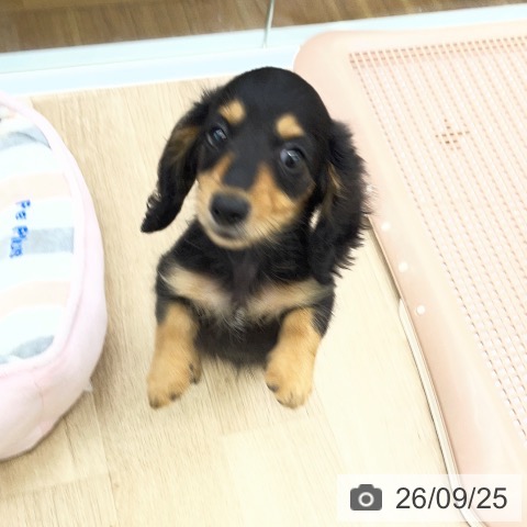 福島県のミニチュアダックスフンド(ロング) (ペットプラス 福島店/2026年7月9日生まれ/女の子/ブラックタン)の子犬の4枚目の画像