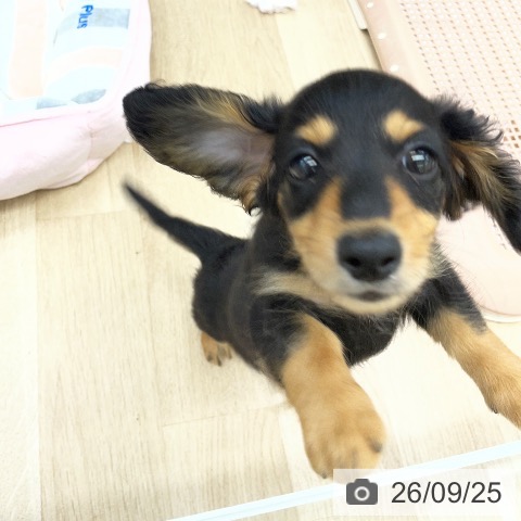 福島県のミニチュアダックスフンド(ロング) (ペットプラス 福島店/2026年7月9日生まれ/女の子/ブラックタン)の子犬の3枚目の画像