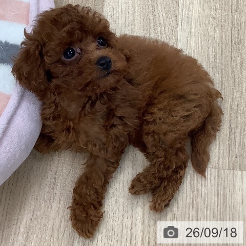 東京都のトイプードル(トイ) (ペットプラス 日の出店/2026年7月17日生まれ/男の子/レッド)の子犬の3枚目の画像