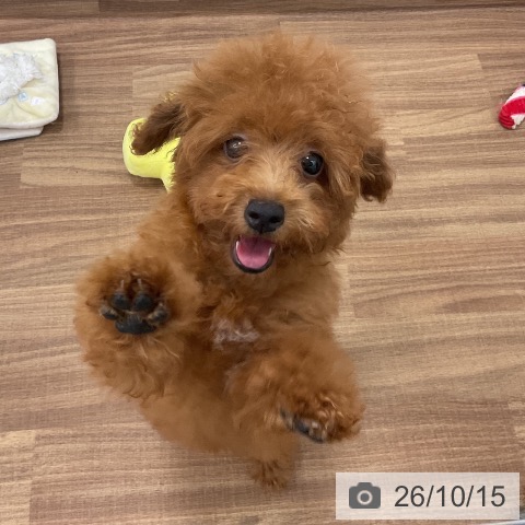 茨城県のトイプードル(トイ) (ペッツワン 古河店/2026年7月17日生まれ/女の子/レッド)の子犬の4枚目の画像
