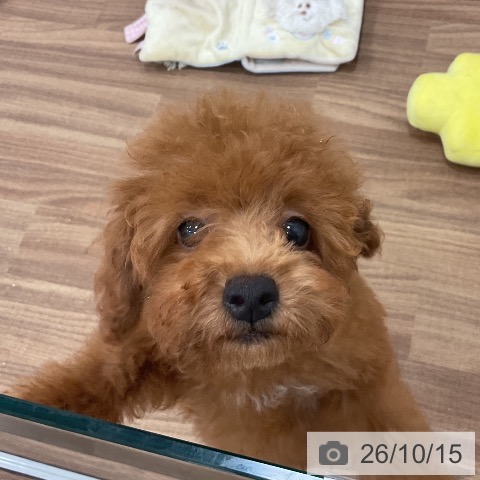 茨城県のトイプードル(トイ) (ペッツワン 古河店/2026年7月17日生まれ/女の子/レッド)の子犬の3枚目の画像