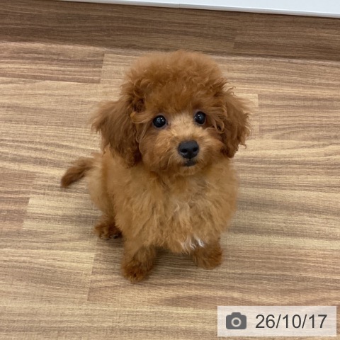 茨城県のトイプードル(トイ) (ペッツワン 古河店/2026年7月17日生まれ/女の子/レッド)の子犬の3枚目の画像
