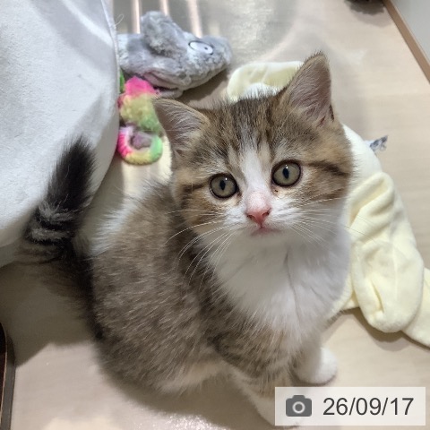 埼玉県のスコティッシュフォールド (ペットプラス クレアモール川越店/2026年7月15日生まれ/女の子/ブラウンマッカレルタビーホワイト)の子猫の4枚目の画像
