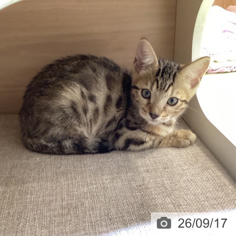ベンガルの写真