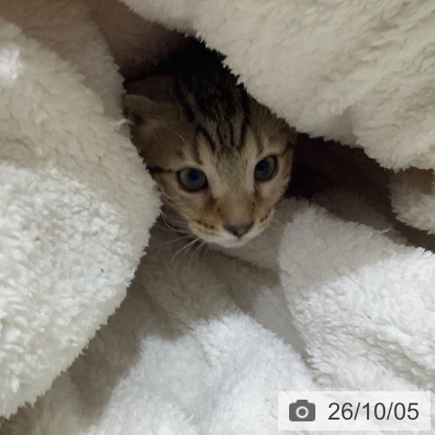 埼玉県のベンガル (ペットプラス 羽生店/2026年7月17日生まれ/女の子/ブラウンスポットタビー)の子猫の4枚目の画像