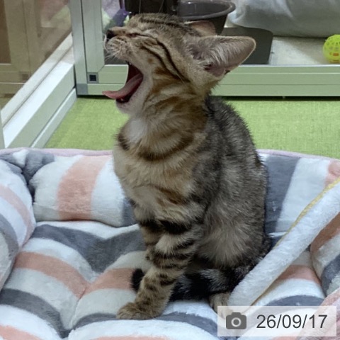 ベンガルの写真