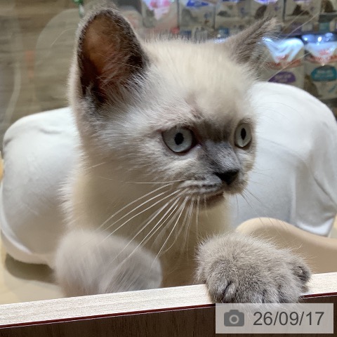 埼玉県のミヌエット (ペットプラス クレアモール川越店/2026年7月7日生まれ/男の子/ブルーポイントホワイト)の子猫の4枚目の画像