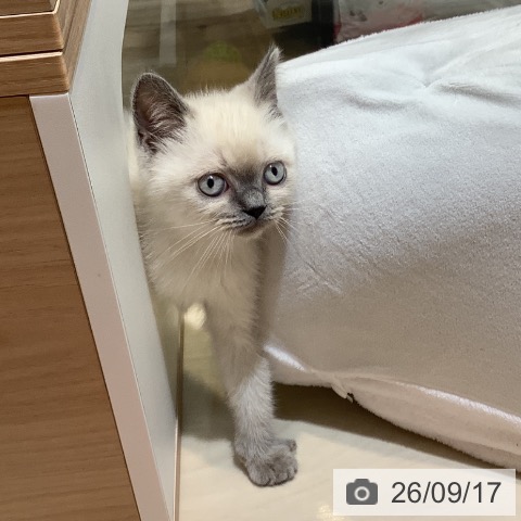 埼玉県のミヌエット (ペットプラス クレアモール川越店/2026年7月7日生まれ/男の子/ブルーポイントホワイト)の子猫の3枚目の画像