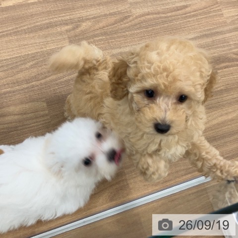 茨城県のトイプードル(トイ) (ペッツワン つくば店/2026年7月17日生まれ/女の子/クリーム)の子犬の4枚目の画像