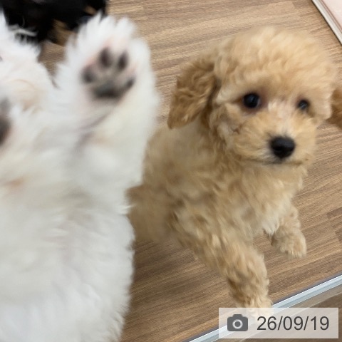 茨城県のトイプードル(トイ) (ペッツワン つくば店/2026年7月17日生まれ/女の子/クリーム)の子犬の3枚目の画像