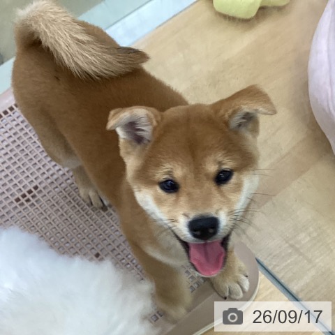 柴の写真