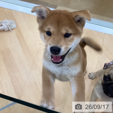 柴の写真