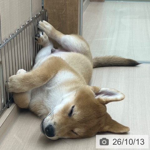 埼玉県の柴犬(標準サイズ) (ペッツワン 新座店/2026年7月17日生まれ/男の子/赤)の子犬の3枚目の画像