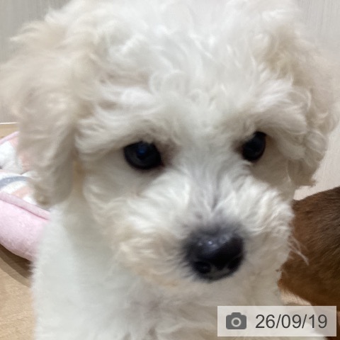 宮城県のビションフリーゼ (ペットプラス 仙台泉大沢店/2026年7月11日生まれ/男の子/ホワイト)の子犬の4枚目の画像