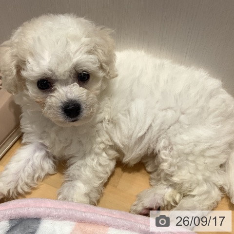 山梨県のビションフリーゼ (ペットプラス 甲府昭和店/2026年7月11日生まれ/男の子/ホワイト)の子犬の4枚目の画像