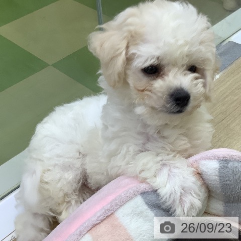 山梨県のビションフリーゼ (ペットプラス 甲府昭和店/2026年7月11日生まれ/男の子/ホワイト)の子犬の3枚目の画像