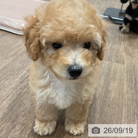 神奈川県のトイプードル(トイ) (ペッツワン 小田原店/2026年7月17日生まれ/男の子/アプリコット)の子犬の4枚目の画像