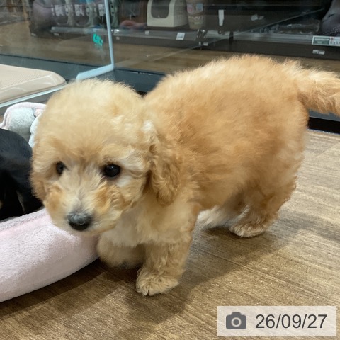 神奈川県のトイプードル(トイ) (ペッツワン 小田原店/2026年7月17日生まれ/男の子/アプリコット)の子犬の3枚目の画像
