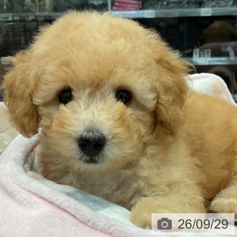 神奈川県のトイプードル(トイ) (ペッツワン 小田原店/2026年7月17日生まれ/男の子/アプリコット)の子犬の4枚目の画像