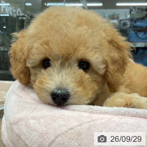 神奈川県のトイプードル(トイ) (ペッツワン 小田原店/2026年7月17日生まれ/男の子/アプリコット)の子犬の4枚目の画像