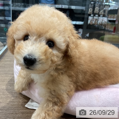 神奈川県のトイプードル(トイ) (ペッツワン 小田原店/2026年7月17日生まれ/男の子/アプリコット)の子犬の3枚目の画像