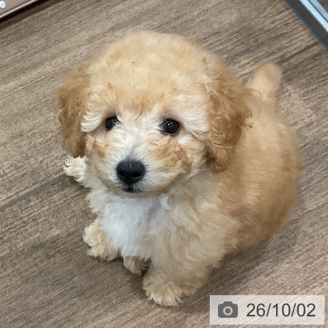 神奈川県のトイプードル(トイ) (ペッツワン 小田原店/2026年7月17日生まれ/男の子/アプリコット)の子犬の3枚目の画像