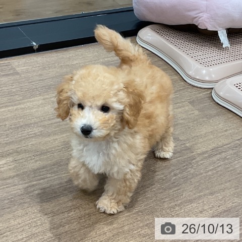 神奈川県のトイプードル(トイ) (ペッツワン 小田原店/2026年7月17日生まれ/男の子/アプリコット)の子犬の3枚目の画像