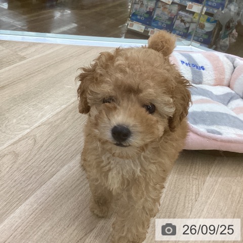 福島県のトイプードル(トイ) (ペットプラス 福島店/2026年7月17日生まれ/女の子/アプリコット)の子犬の4枚目の画像