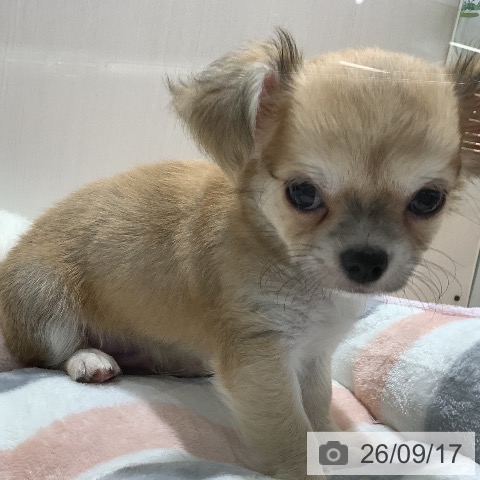 チワワの写真
