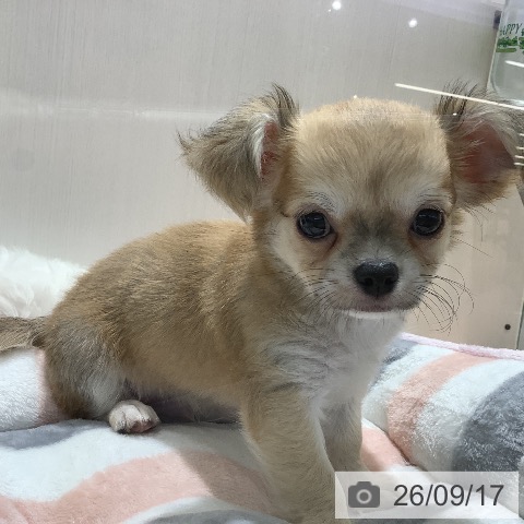 チワワの写真