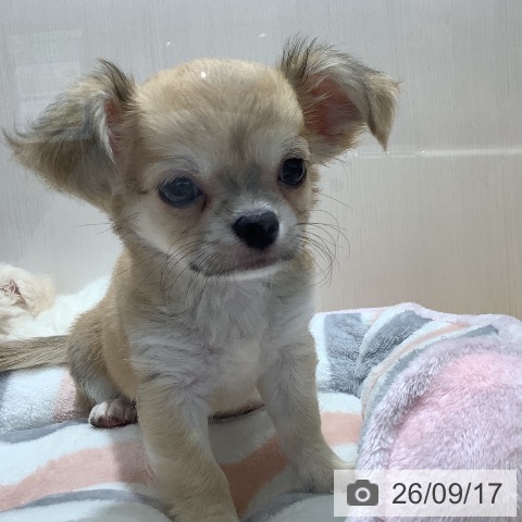 チワワの写真