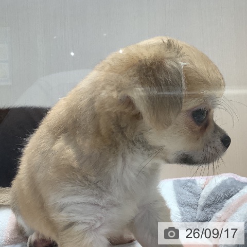 チワワの写真