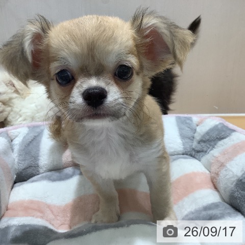 チワワの写真