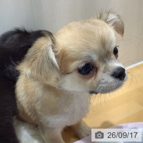 チワワの写真