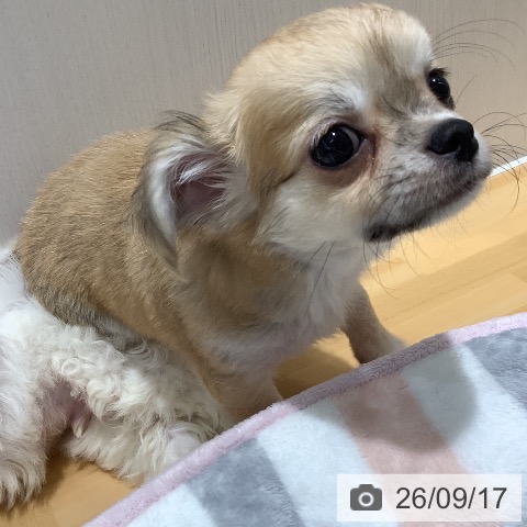 チワワの写真