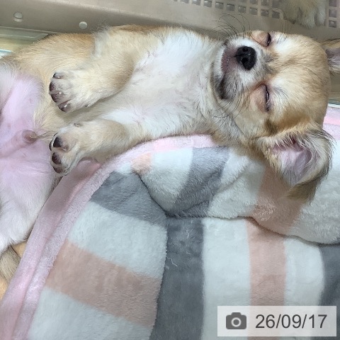 チワワの写真