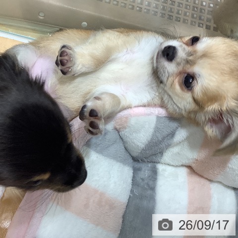 チワワの写真