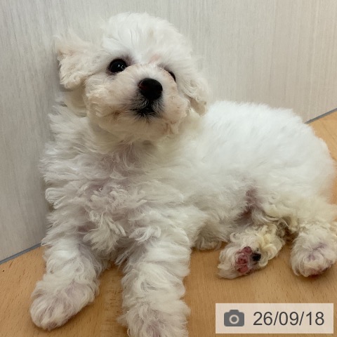 山形県のビションフリーゼ (ペットプラス 天童店/2026年7月18日生まれ/女の子/ホワイト)の子犬の4枚目の画像