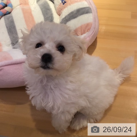山形県のビションフリーゼ (ペットプラス 天童店/2026年7月18日生まれ/女の子/ホワイト)の子犬の3枚目の画像
