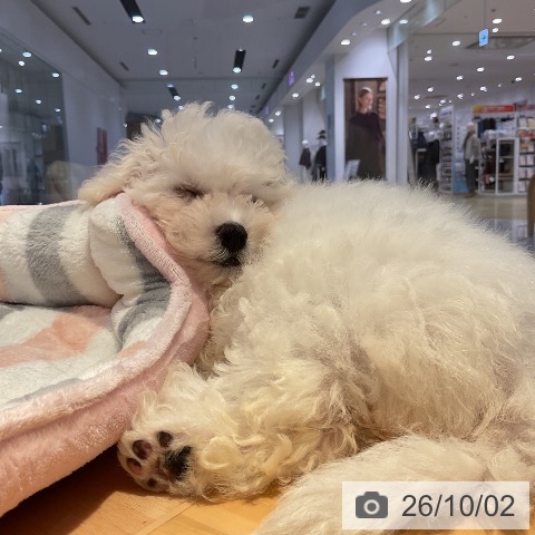 山形県のビションフリーゼ (ペットプラス 天童店/2026年7月18日生まれ/女の子/ホワイト)の子犬の3枚目の画像