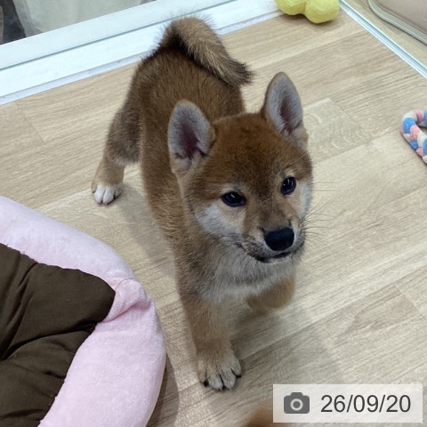 神奈川県の柴犬(標準サイズ) (ペットプラス 座間店/2026年7月17日生まれ/男の子/赤)の子犬の3枚目の画像