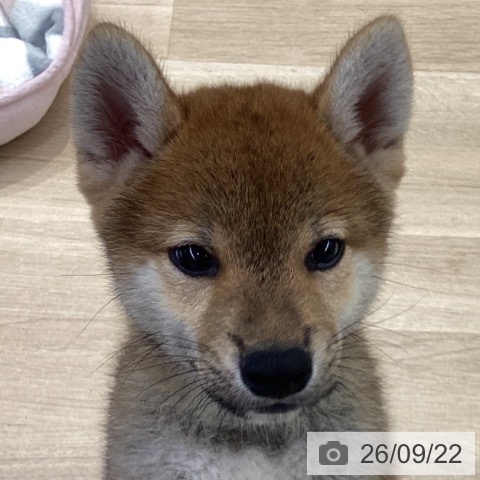 神奈川県の柴犬(標準サイズ) (ペットプラス 座間店/2026年7月17日生まれ/男の子/赤)の子犬の3枚目の画像