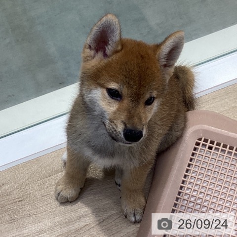 神奈川県の柴犬(標準サイズ) (ペットプラス 座間店/2026年7月17日生まれ/男の子/赤)の子犬の4枚目の画像