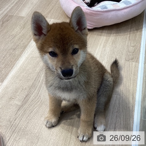 神奈川県の柴犬(標準サイズ) (ペットプラス 座間店/2026年7月17日生まれ/男の子/赤)の子犬の3枚目の画像